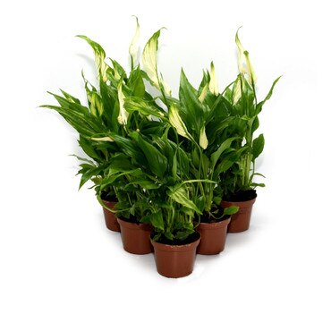 Collection of 6 Peace Lily Plants